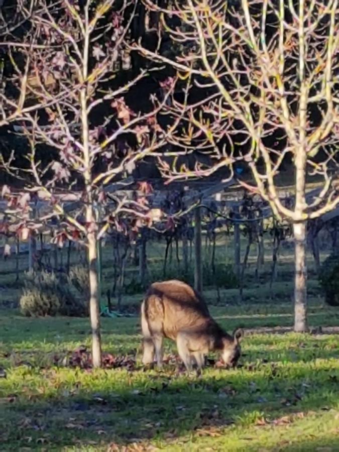 Wurrung B & B - The Cottage วูดเอน ภายนอก รูปภาพ